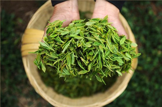如何世纪注册春茶？