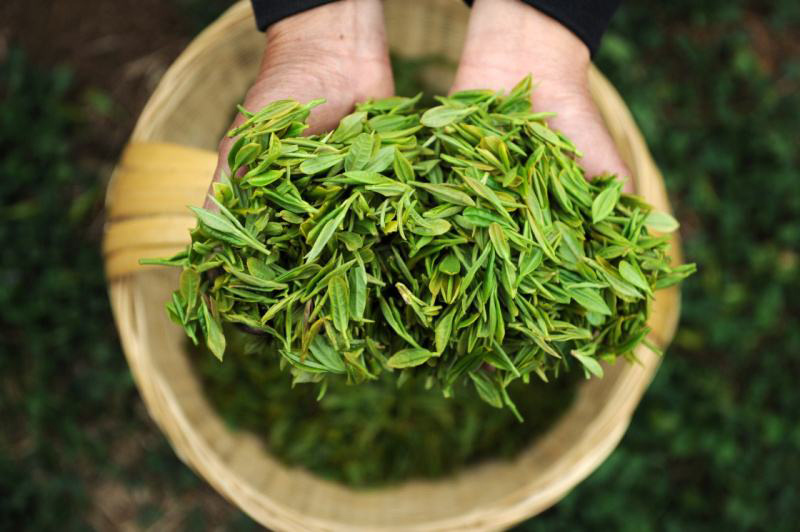 如何世纪注册春茶？